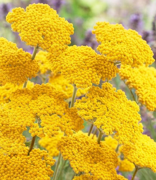 Achillea 'Coronation Gold'